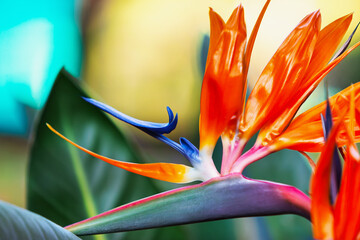 flowers bird of paradise outdoors in the garden, Strelitzia reginae originates from South Africa,...