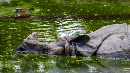 rhino in water