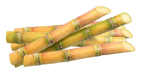 fresh stalks of sugar cane on a transparent background