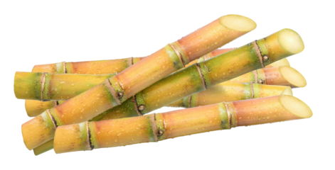 fresh stalks of sugar cane on a transparent background
