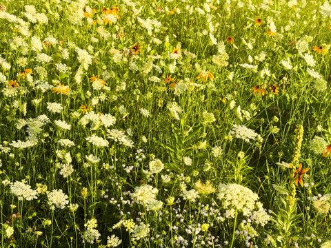 Fototapeta A dreamy closeup of a field of wildflowers