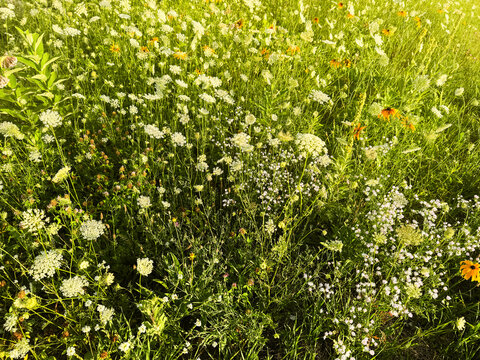 A dreamy closeup of a field of wildflowers including queen anne's lace