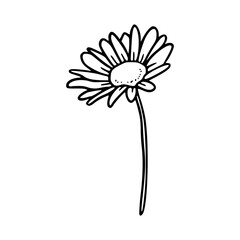 simple hand-drawn daisy flower