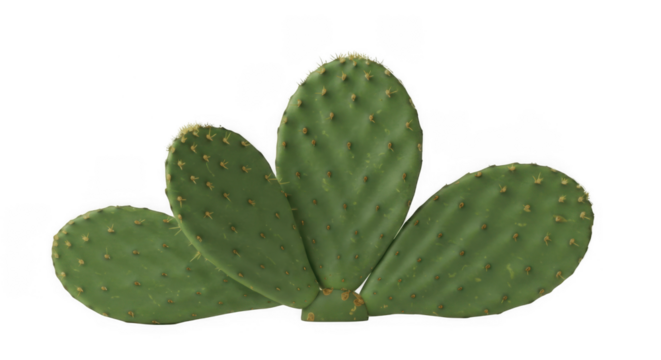 Close-up of Green Prickly Pear Cactus (Opuntia Nopal) with Flat Pads Isolated on Transparent PNG Background