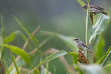 A small House sparrow perched on a millet plant, feeding on seeds in lush green natural background.