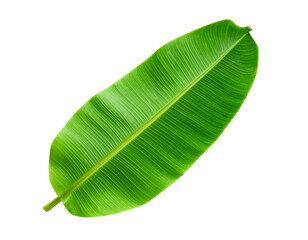 Fototapeta premium Large Green Banana Leaf with Visible Veins, Top-Down View, isolated
