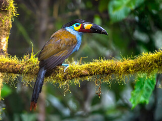 Plate-billed Mountain Toucan in Ecuadorian Cloud Forest