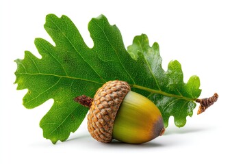 Vibrant green oak leaf juxtaposed with a single, ripe acorn against a pure white background.