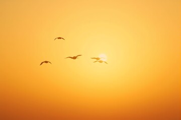 seagulls in the sunset