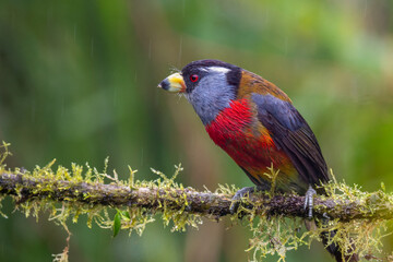 Toucan Barbet perched on mossy branch in Ecuadorian cloud forest