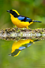 Blue-winged Mountain Tanager Perched by Water Reflection
