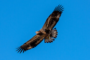 Immature Bald Eagle with fish at Boise River, Idaho