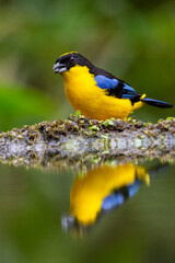 Blue-winged Mountain Tanager Perched by Water Reflection