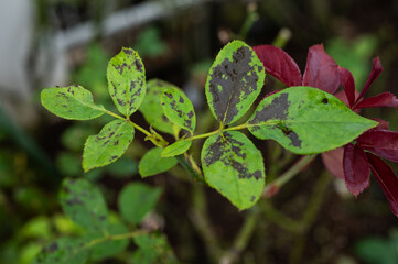 Black spot on rose leaves. Black spot is a fungal disease (Diplocarpon rosae) that affects roses.