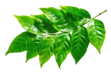 Glossy leaves branch against a clean white backdrop, capturing vibrant green foliage with visible veins