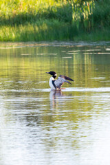 Spring Loon 