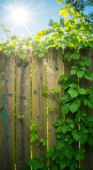 Sunlit wooden fence overgrown with vibrant green foliage