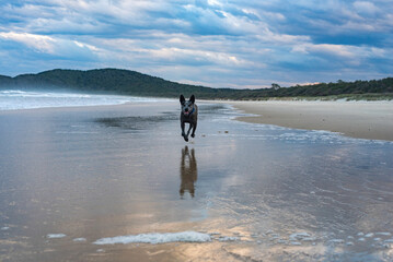 Australian Cattle Dog playing at the beach during sunset
