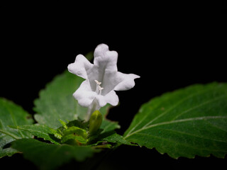 白花のススムシバナが咲く