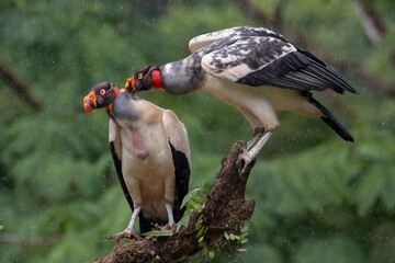 King Vultures Sarcoramphus papa Perched in Rain Costa Rica Wildlife Bird Photography
