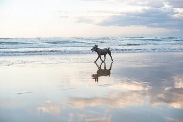Australian Cattle Dog playing at the beach during sunset