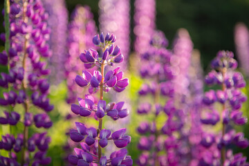 Lavender Lupine