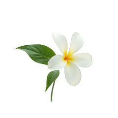 Naklejka premium A single, vibrant white flower with green leaves is displayed against a striking black backdrop.