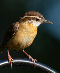 Carolina wren close up portrait