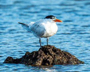 Royal tern standing on tree stump in Everglades National Park