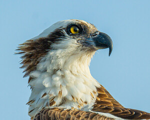 Osprey face close up