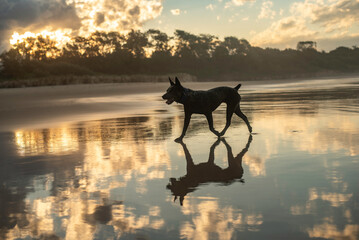 Australian Cattle Dog playing at the beach during sunset