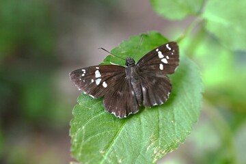 Daimio tethys. Lepidoptera Hesperiidae. Its black-brown wings have white spots and it has the habit of opening its wings horizontally when landing on leaves.