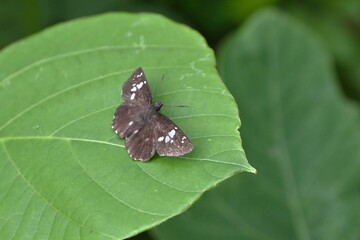 Daimio tethys. Lepidoptera Hesperiidae. Its black-brown wings have white spots and it has the habit of opening its wings horizontally when landing on leaves.