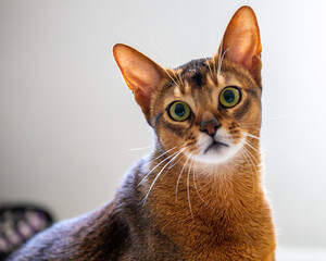 an Abyssinian cat © Bugu