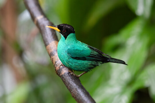 Green Honeycreeper Chlorophanes spiza Perched in Costa Rica Wildlife Bird Photography