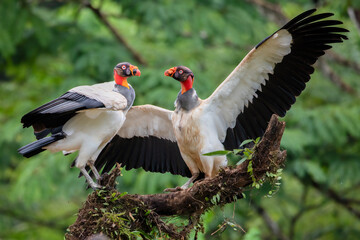 King Vulture Sarcoramphus papa Pair Displaying in Costa Rica Wildlife Bird Photography
