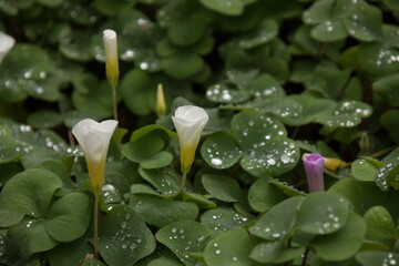 water drops on a green leaf and white flowers