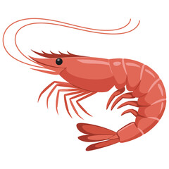 shrimp on a white background
