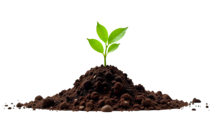 A small green sprout breaking through black soil, representing the vital role of healthy soil in supporting biodiversity and food security