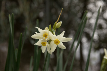White flower blooms