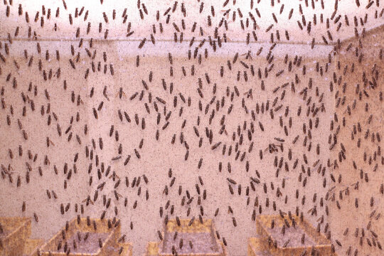 adult bsf spawning net