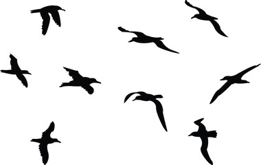 Flying Amsterdam albatross bird Silhouette Design And Vector Illustration. 