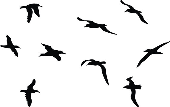 Flying Amsterdam albatross bird Silhouette Design And Vector Illustration. 