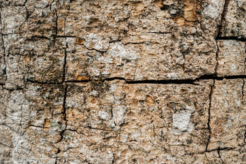 Primer plano de corteza de árbol seca con grietas y textura natural detallada