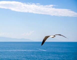 A seagull soaring above a vast ocean, bright blue sky
