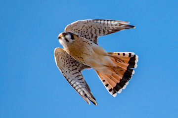American Kestrel in flight in Idaho