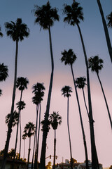 Santa Barbara Palm Trees at Sunset