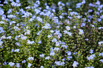Blooming cluster of Myosotis palustris ‘Nixenauge’, also known as forget-me-not