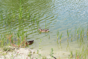 Wild ducks swim in the lake among green plants on the water