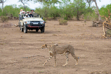 A cheetah walking in front of a safari car and people watching © Matea Michelangeli